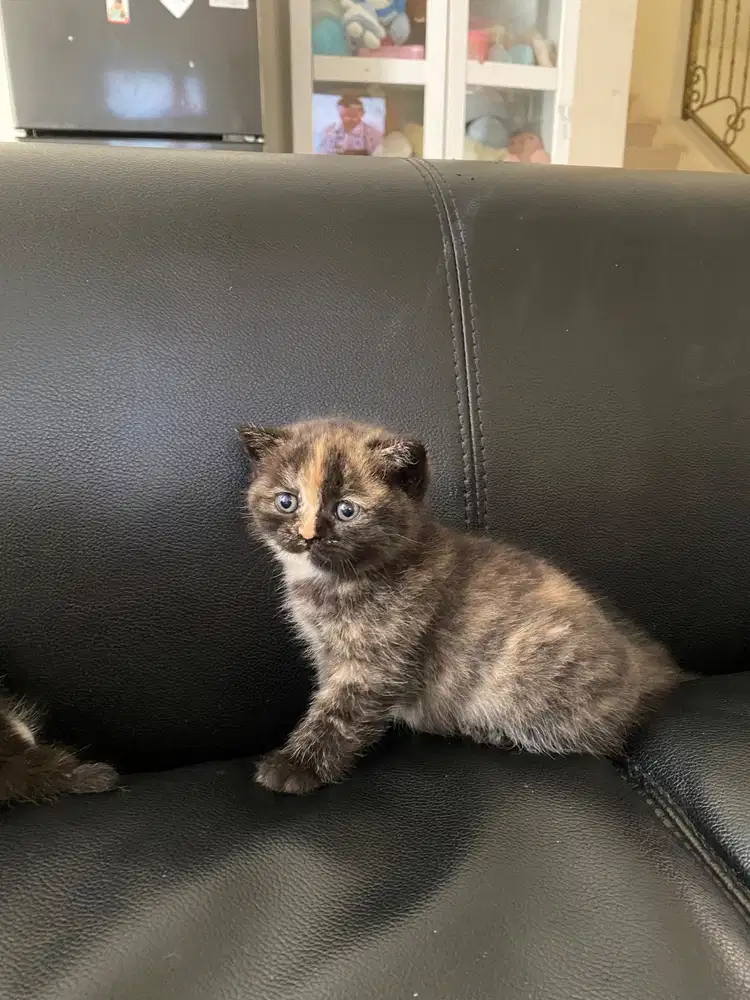 Kucing BSh shorthair x scottish fold usia 1 bulan