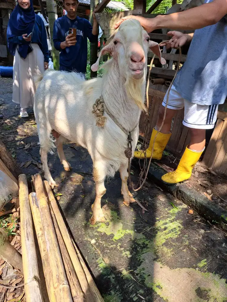 Jual kambing & domba buat qurban