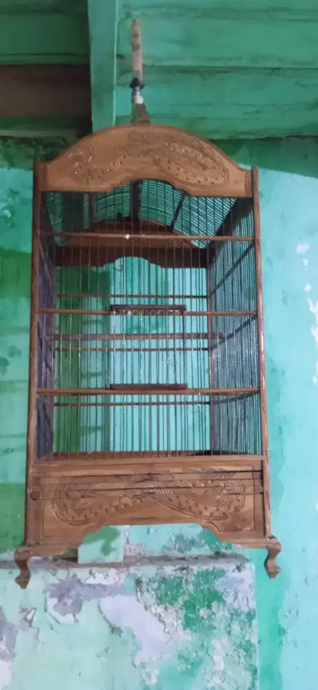 Kacer sangkar jati no 2