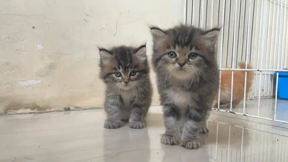 2 ekor kucing mujair