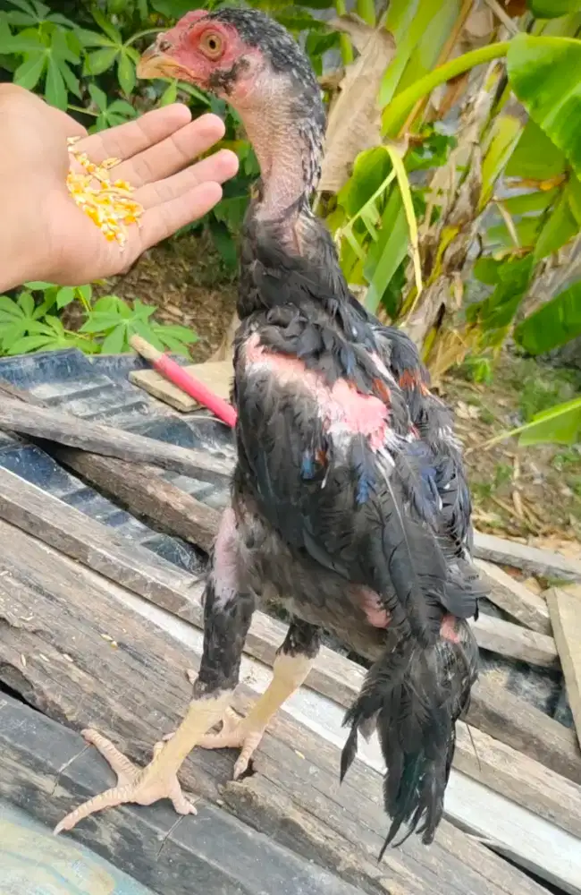 Ayam khoytrad muda
