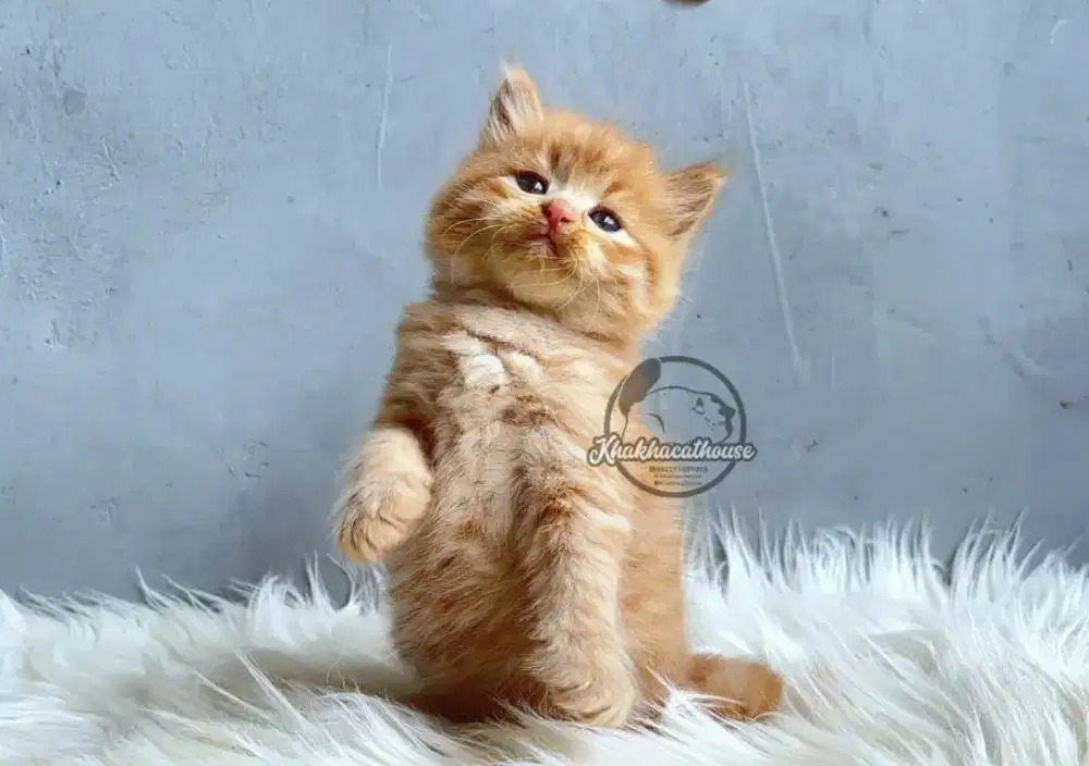 Kucing oyen betina 1