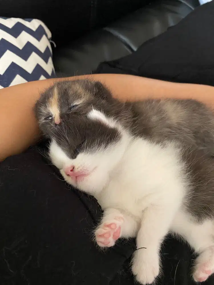 Kucing bsh shorthair x scottish fold