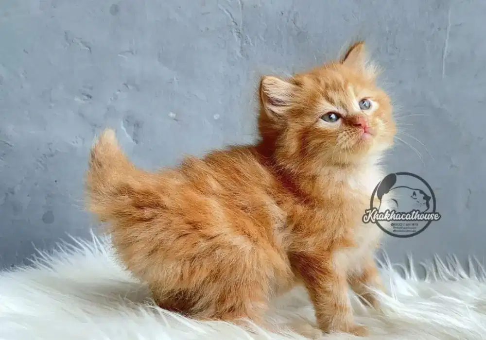 Kucing betina oyen 2