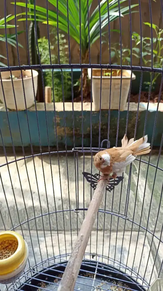 Burung Emji jantan dewasa