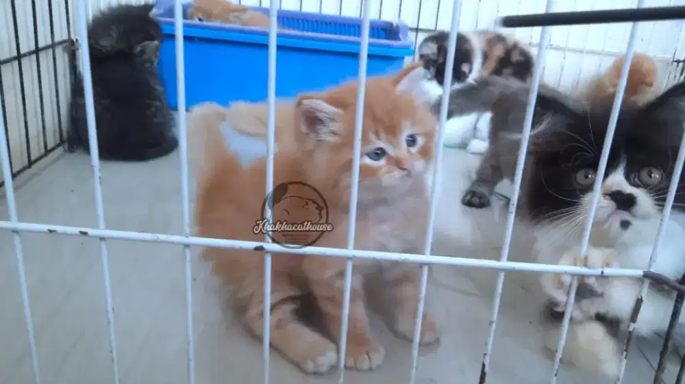 Kucing oyen jantan gembul
