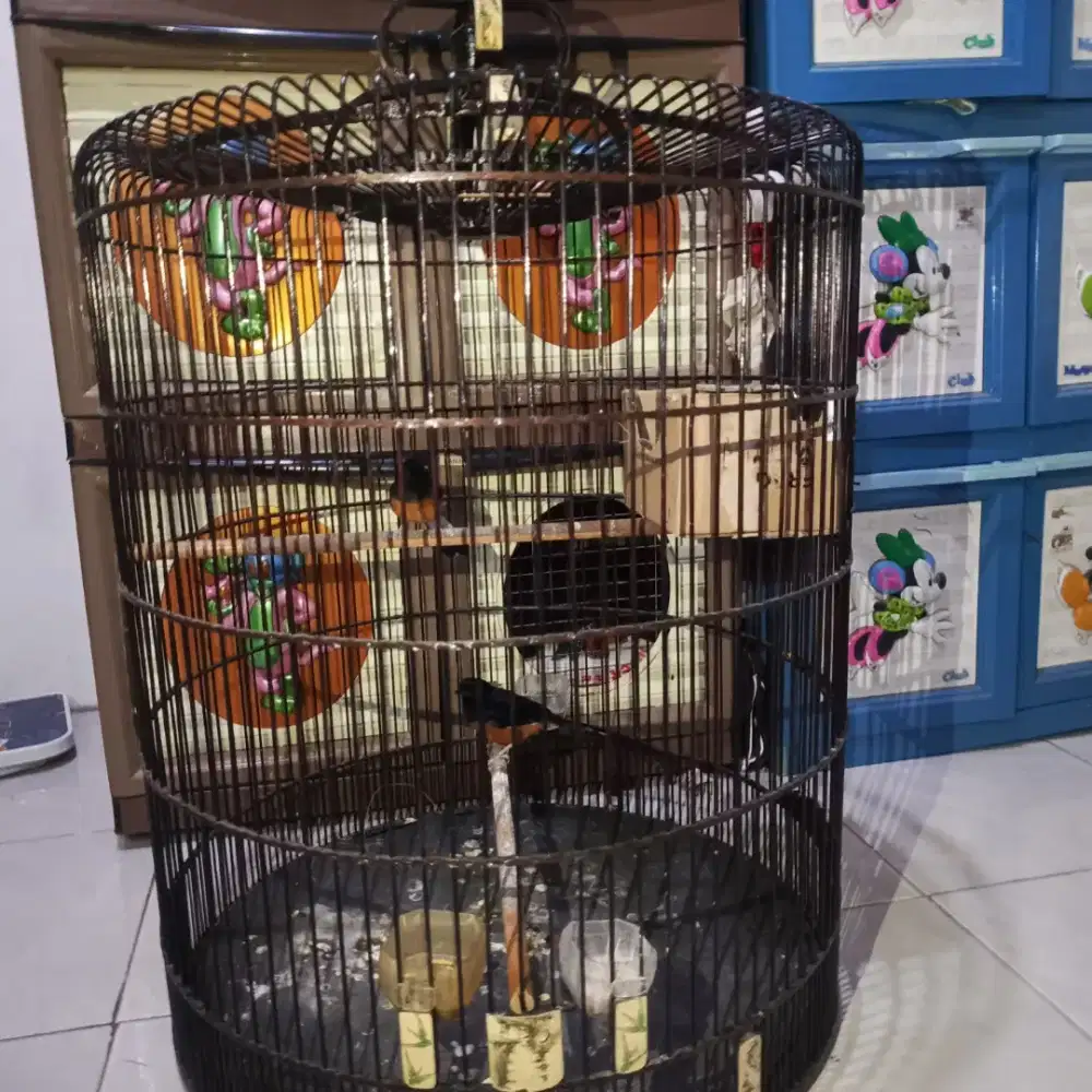 Murai sepasang siapan mapan