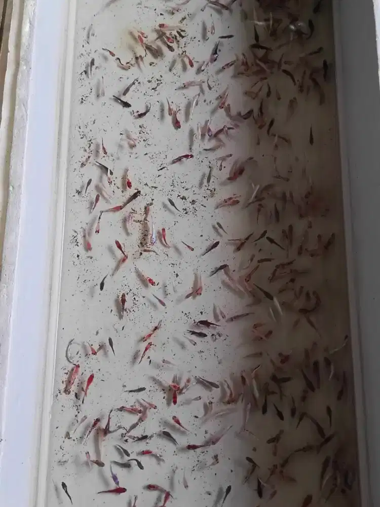 ikan cupang fccp, hellboy, ws, bluerim flaminggo