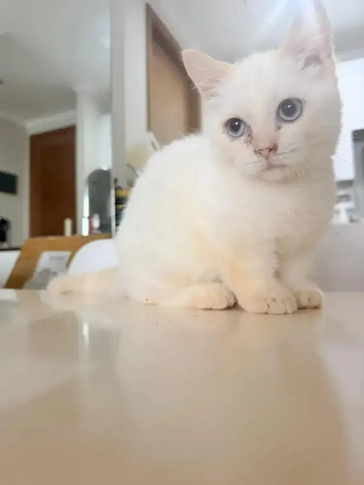 kucing munchkin bsh