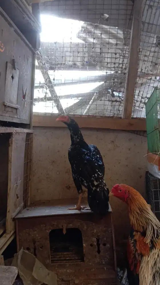 Ayam Bangkok Clasik
