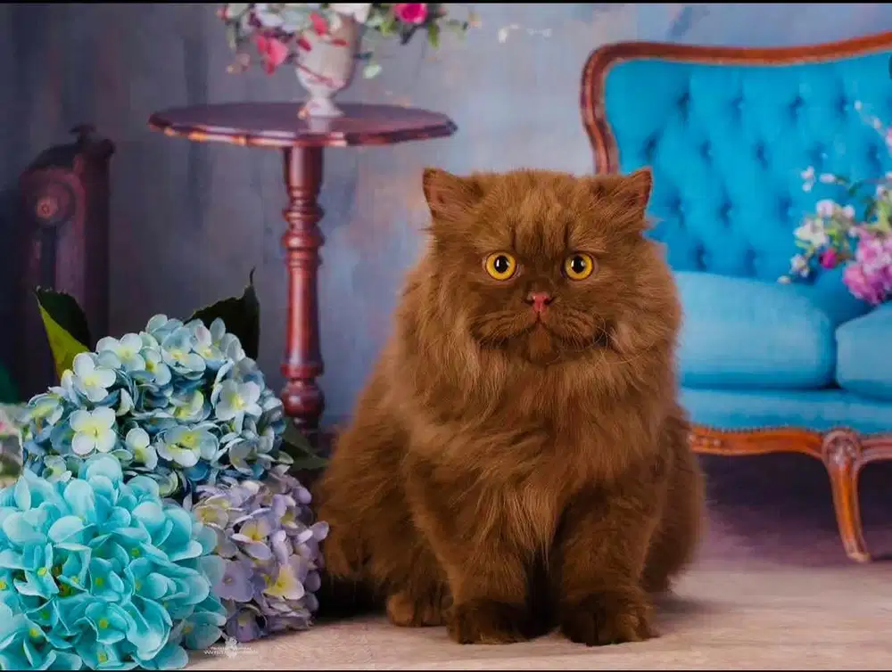 Kucing munchkin cinamon