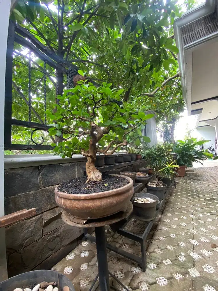 Bonsai lumayan besar ukuran sedang