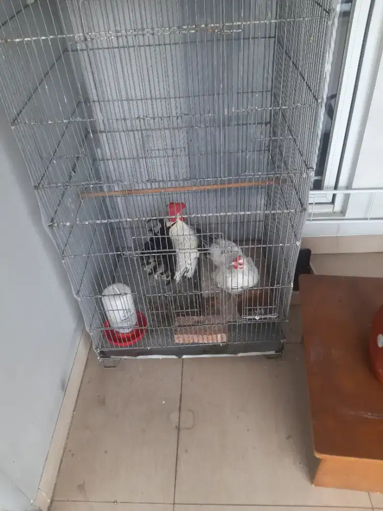 Ayam kate black tail chabo