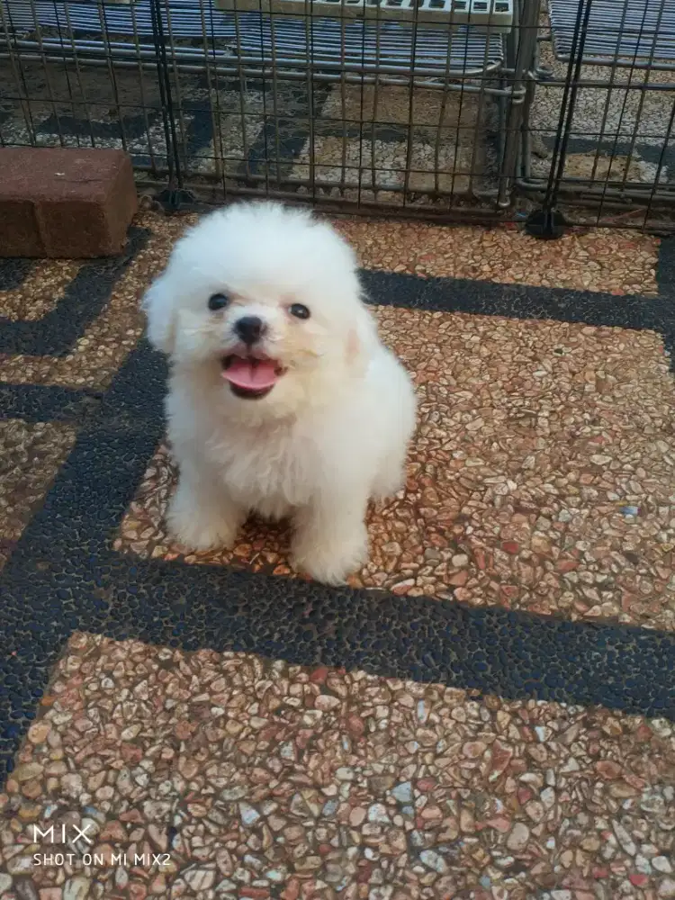 Jual anakan Bichon frise jantan