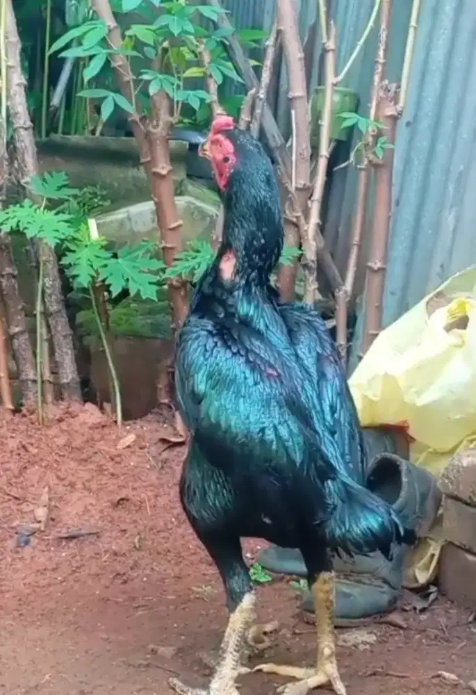 Ayam bangkok kumbang