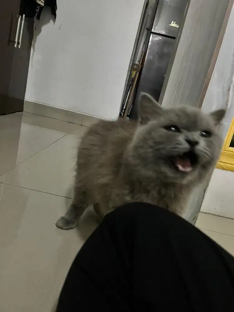 Kitten anak kucing persia bsh