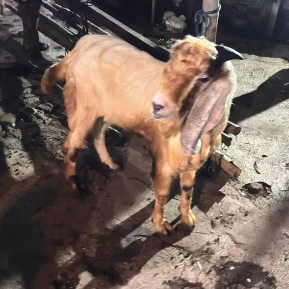 Kambing Domba Qurban