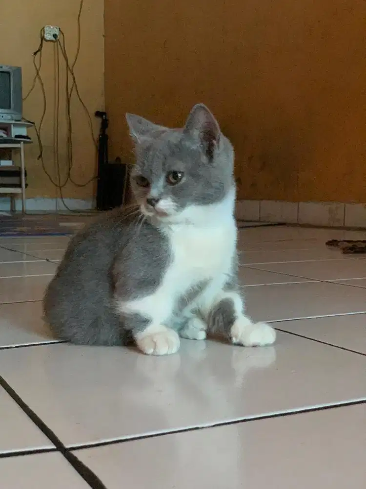 BSH x MUNCHKIN (Bico)