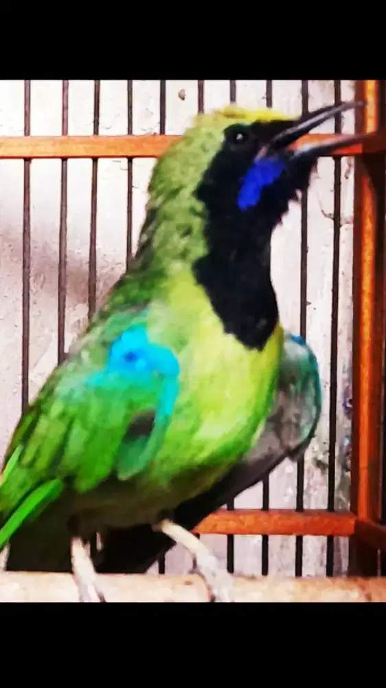 BURUNG KICAU MASTERAN GACOR ISIAN PLUS SANGKAR BARU