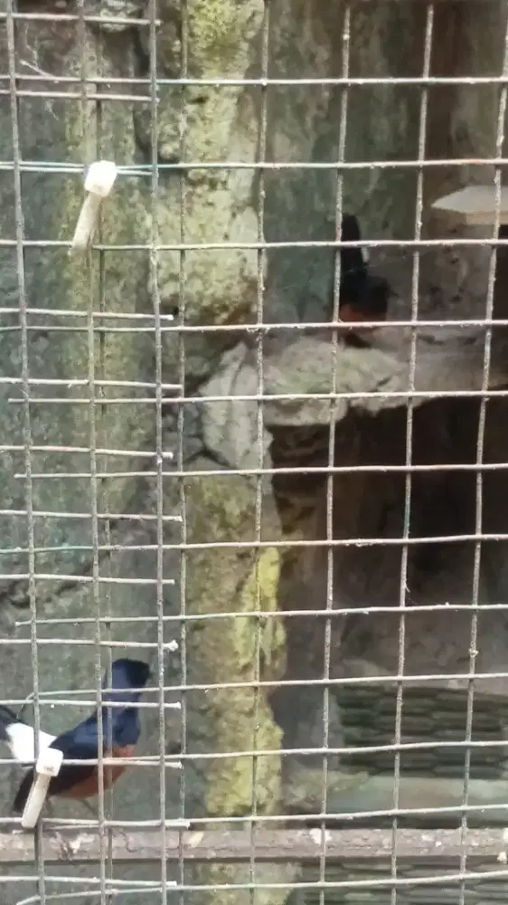 Murai batu sepasang