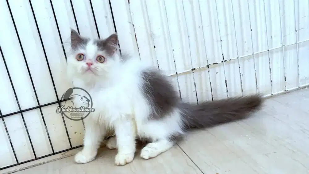Kucing Abu Putih Jantan