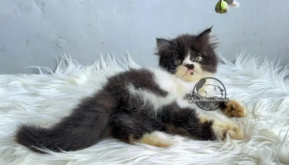 Kucing betina persia pesek