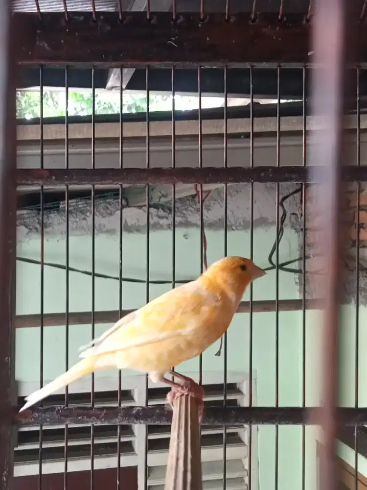 Kenari Gacor kuning xtrajos burja