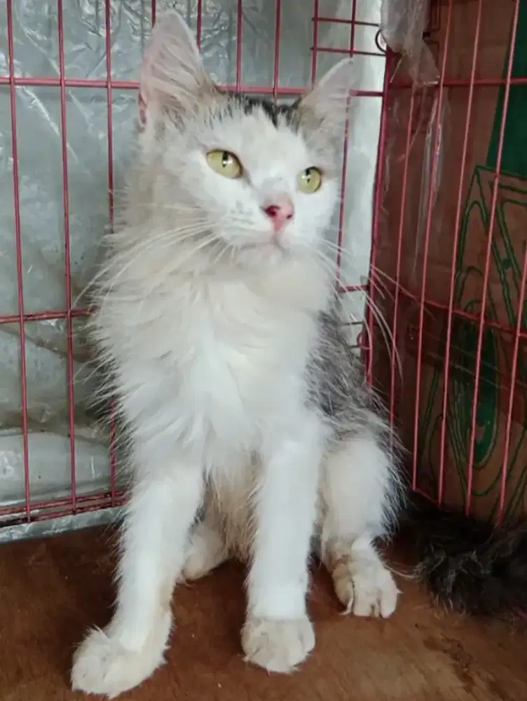 Kucing Persia Anggora