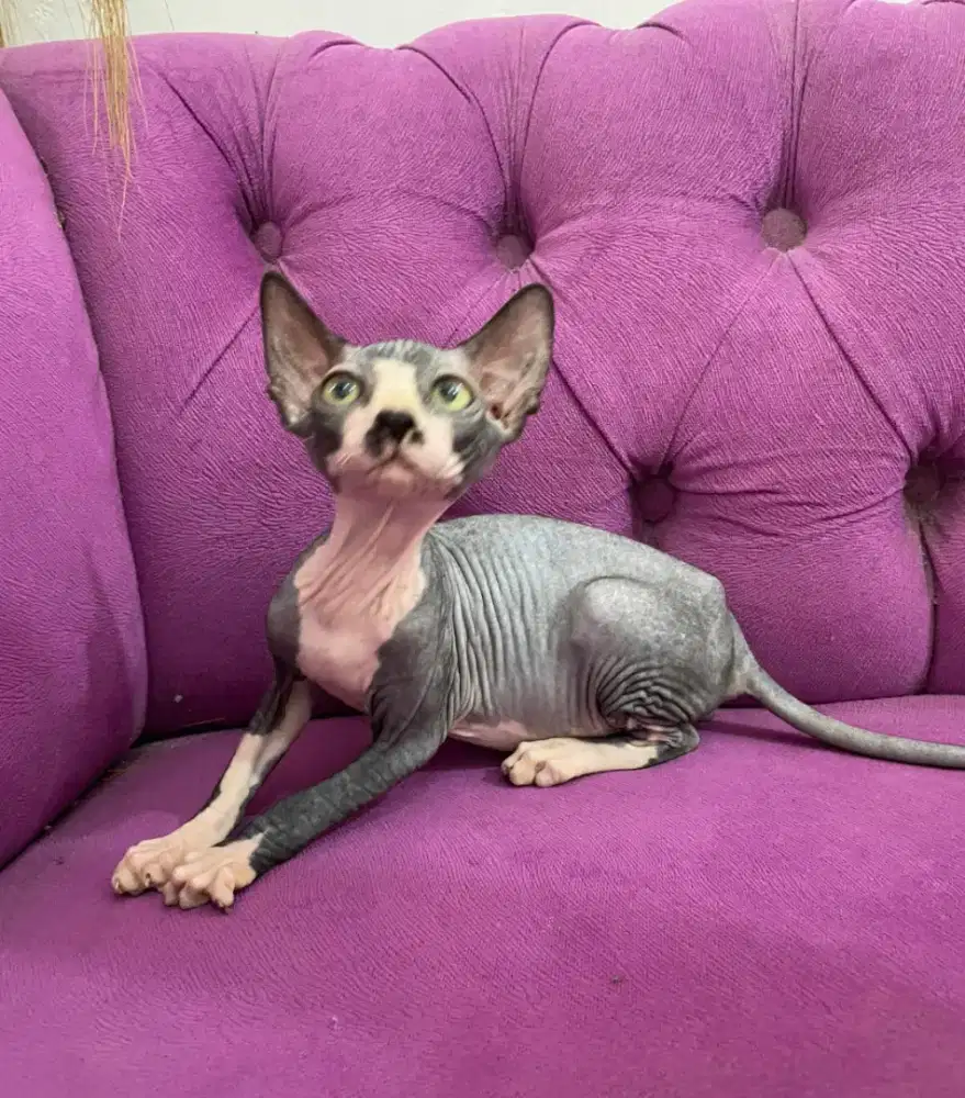 Kucing botak spink sphynx kitten jantan