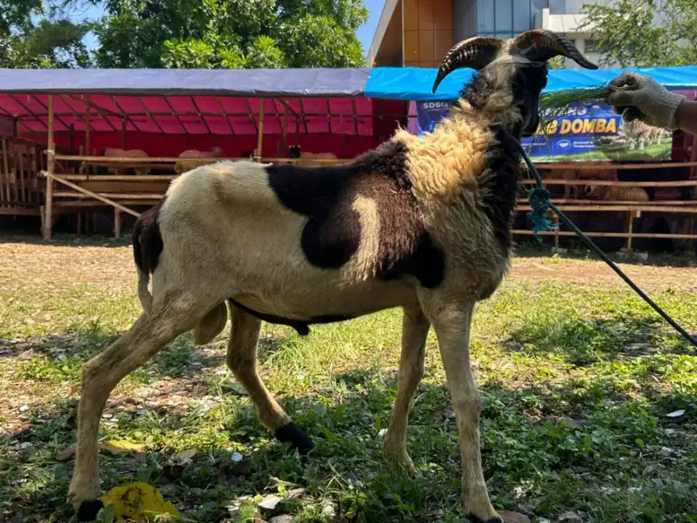 Jual Domba Sehat Siap Qurban Harga Murah Berkualitas