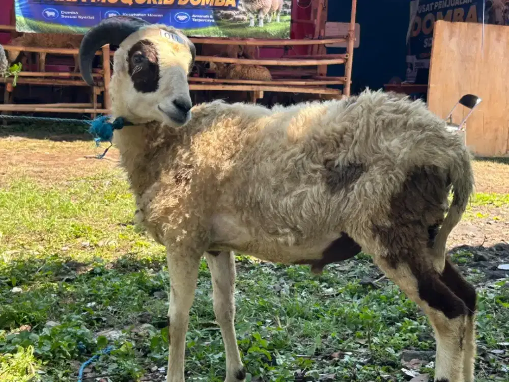 Jual Domba Jantan Gemuk Siap Potong Harga Terjangkau