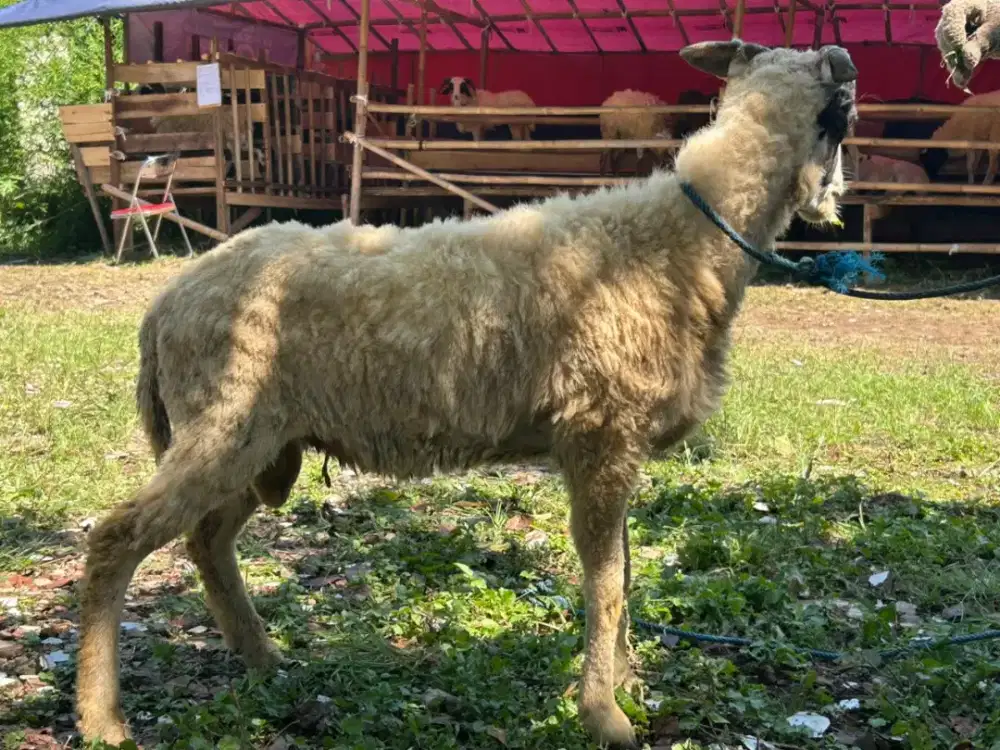 Jual Domba Berkualitas Super Cocok untuk Qurban & Aqiqah