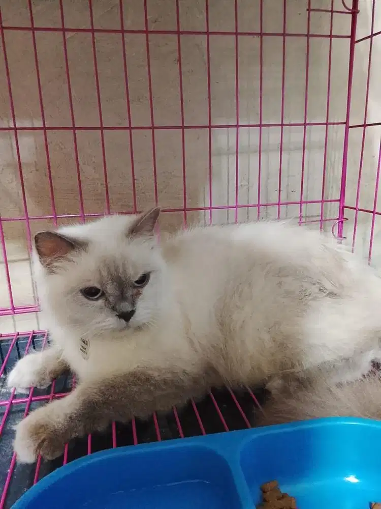 Open adopt Ragdoll Betina