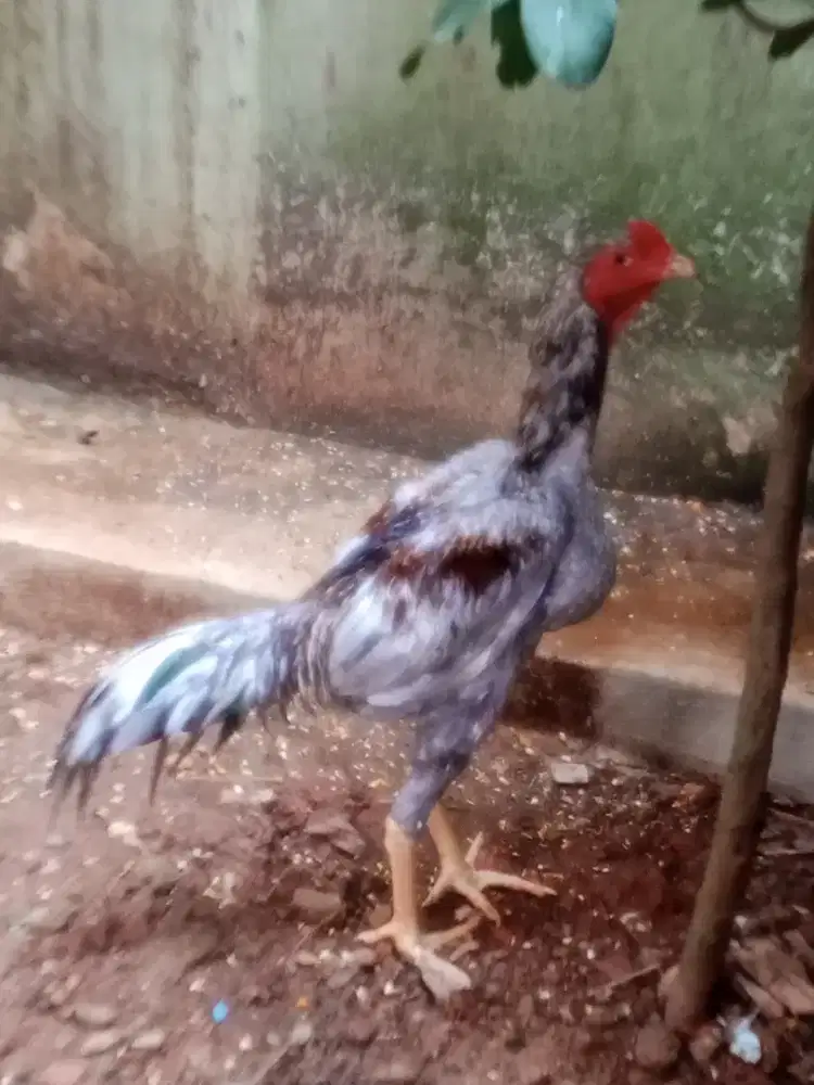 Ayam sepasang lagi mau nelor