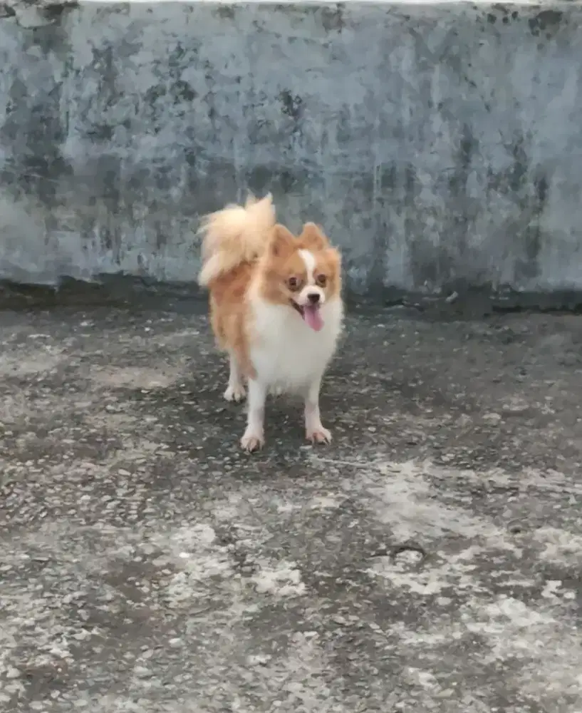 Anjing minipom  betina