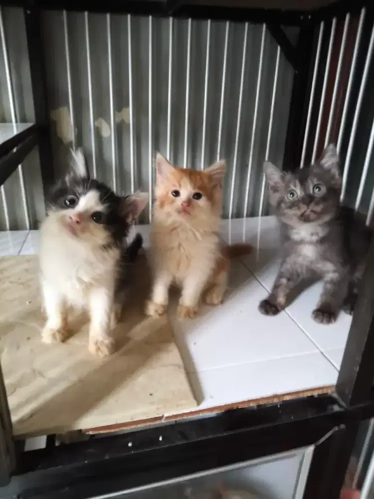 Persia jantan semua 2,5 bulan