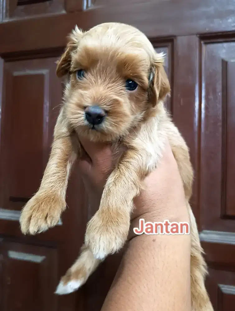 toy poodle jantan betina