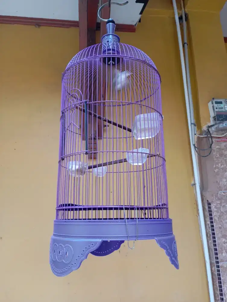 Sangkar Dragon Lovebird