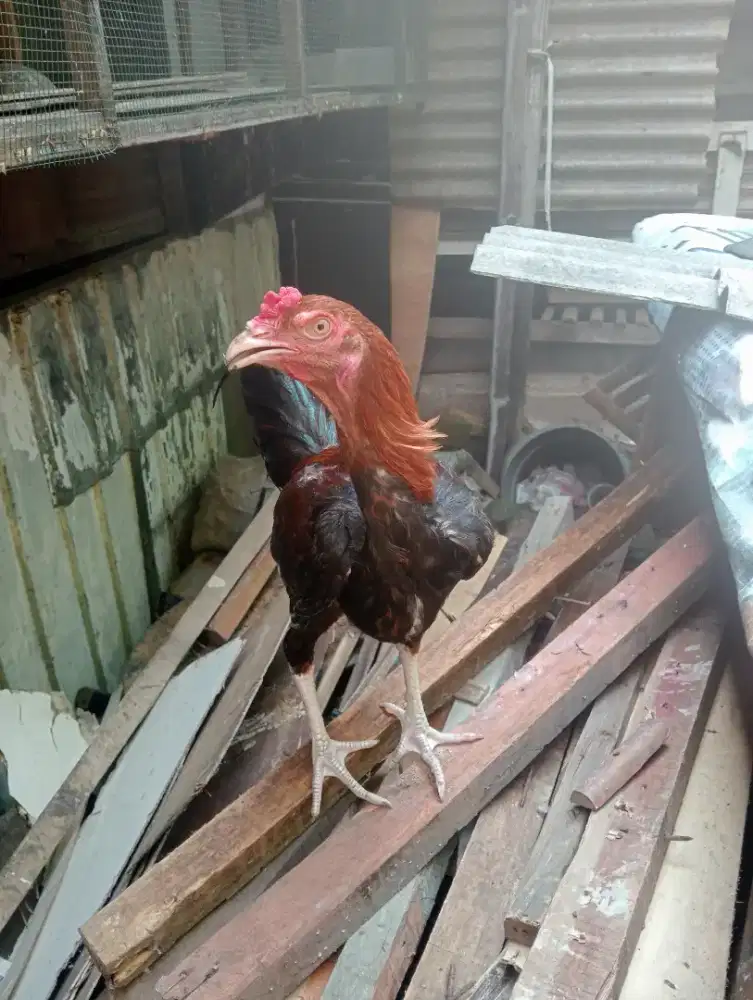 Ayam jago Bangkok 5 bulan kurang