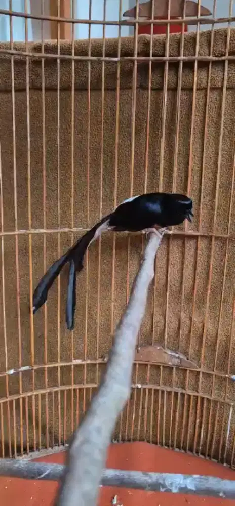 Burung murai batu