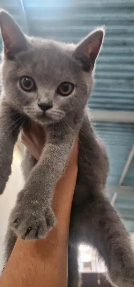 Lepas Adopt Kucing Kitten BSH british shorthair Jantan