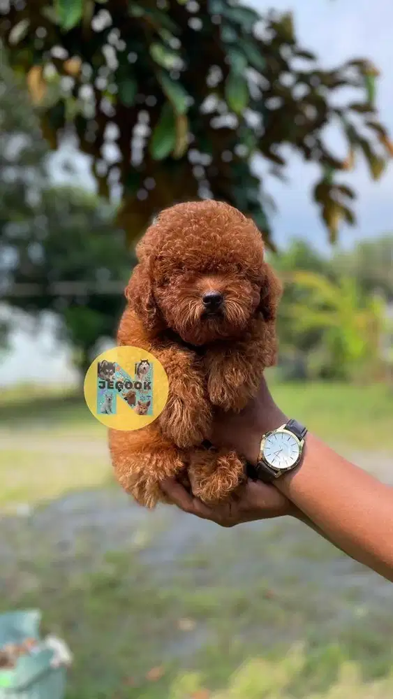 Poodle Jantan Red