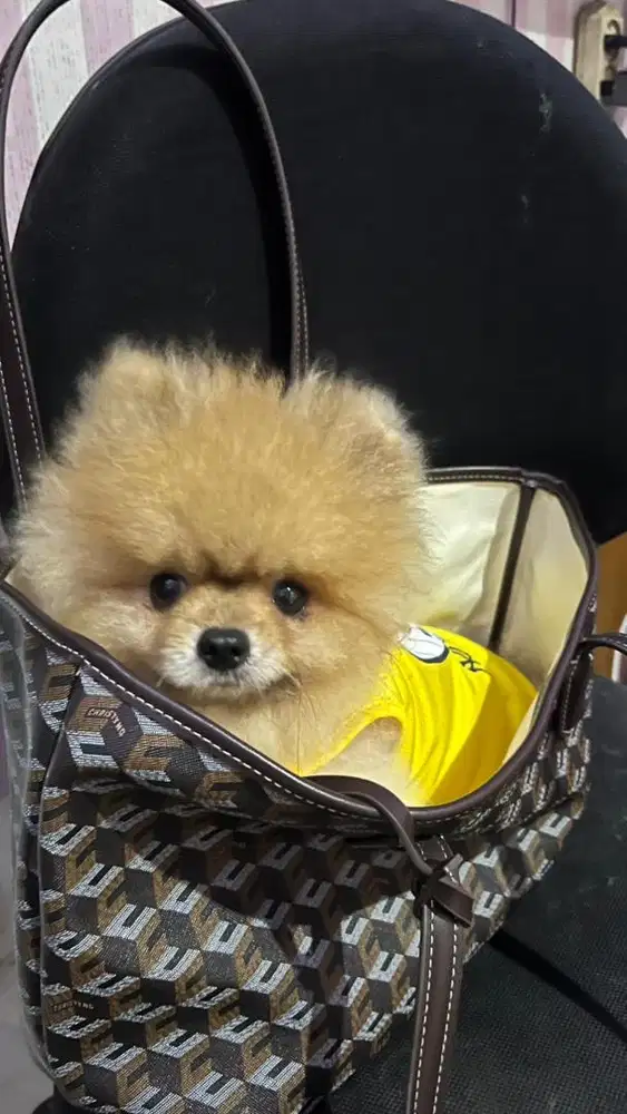 Minipom jantan teddybear