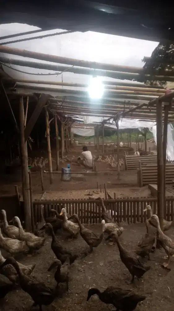 Dicari karyawan untuk peternakan