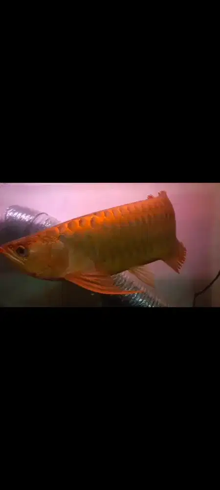Ikan arwana super red