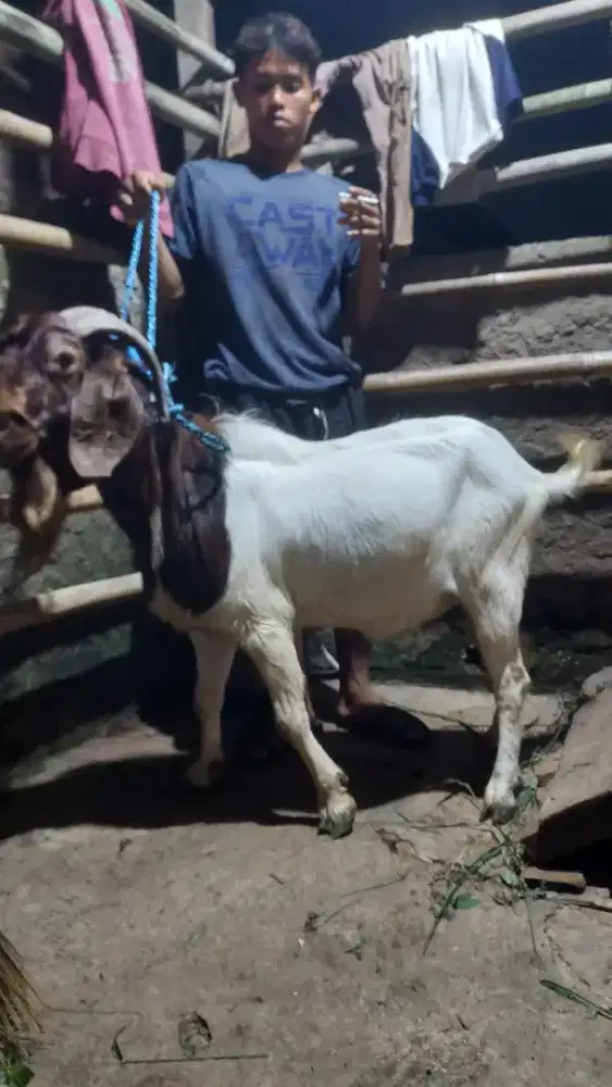 Kambing Kurban 25 - 46 KG