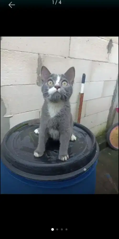 Kucing jantan ganteng peranakan BSA