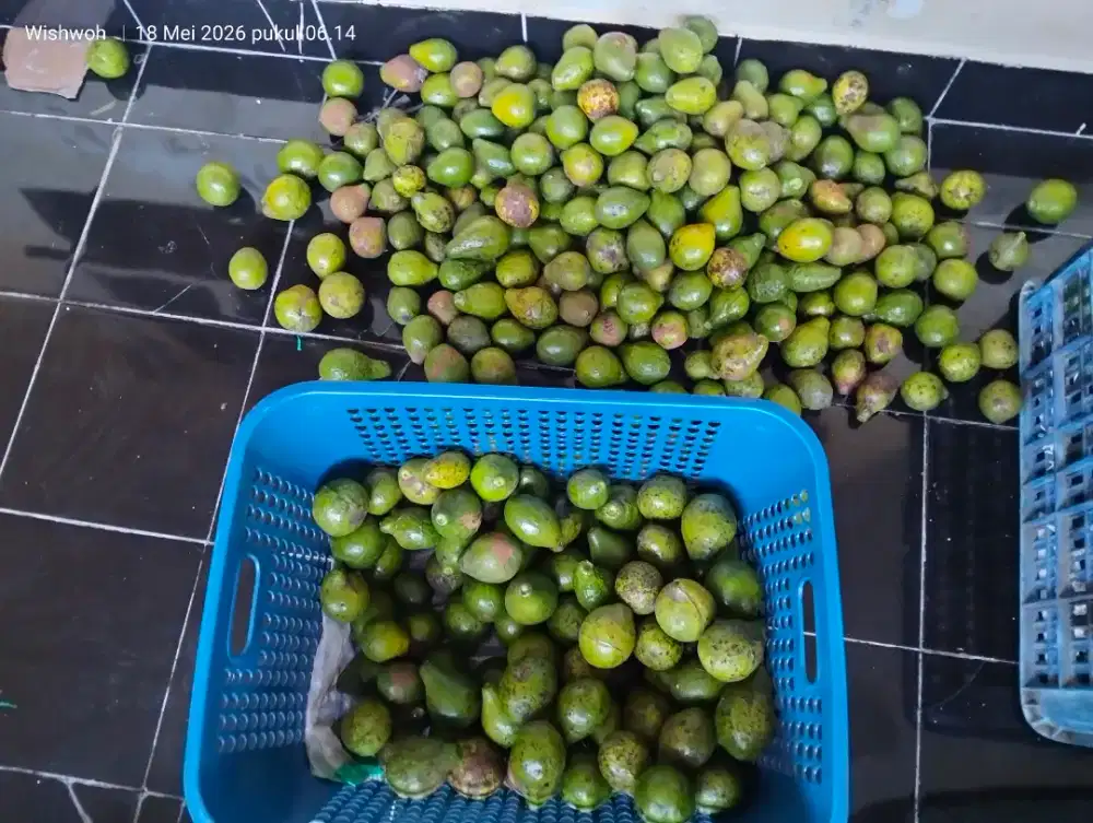 Alpukat lokal murah cocok untuk jus