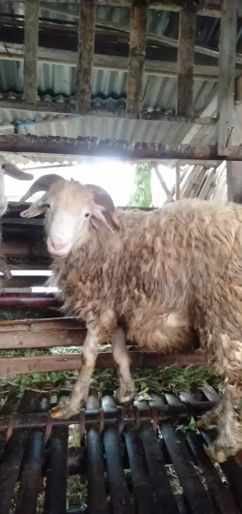 Kambing qurban murah