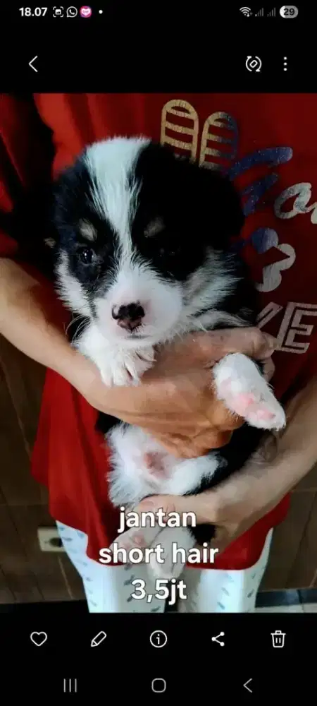 Corgi jantan black tan